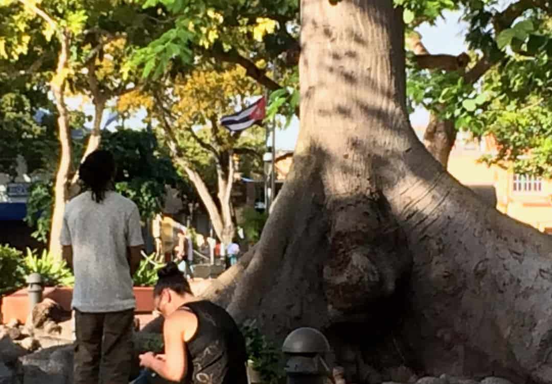 ceiba tree
